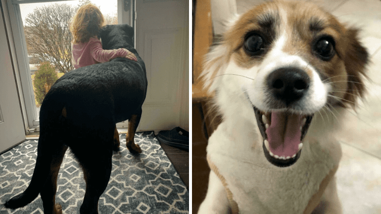 10 srdcervúcich fotografií adoptovaných zvierat