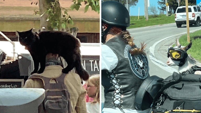 10 dokonale načasovaných fotografií, ktoré vám vyčarujú úsmev na tvári