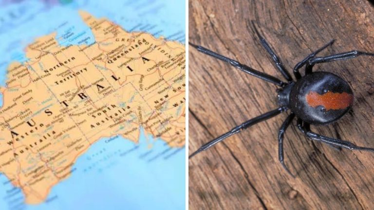 Austrália – krajina s najvyššou koncentráciou smrteľných druhov živočíchov! Poznáte ich?