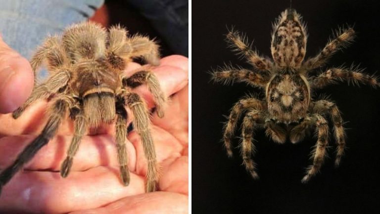 Tarantuly – fascinujúce stvorenia, o ktorých sa oplatí dozvedieť niečo nové.