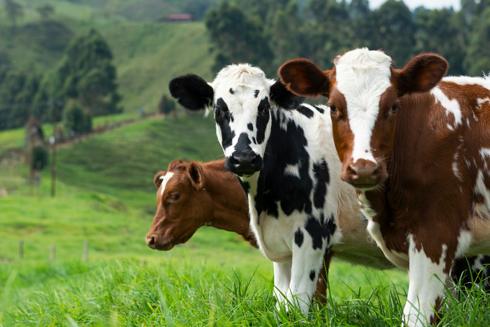 brown and white cow on green grass field during daytime