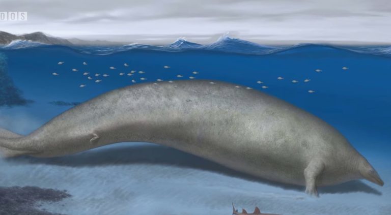 Objavili vládcu pravekých morí: Tento obrovský jašter dominoval oceánom