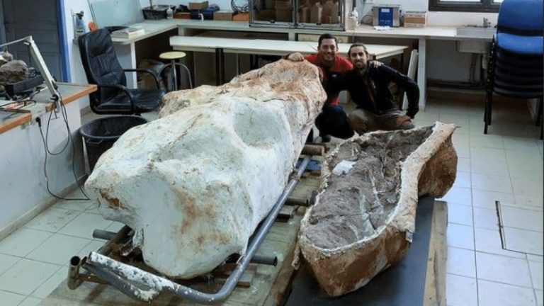 Bola nájdená obrovská, 70 miliónov rokov stará kostra dinosaura, v takmer pôvodnej anatomickej polohe