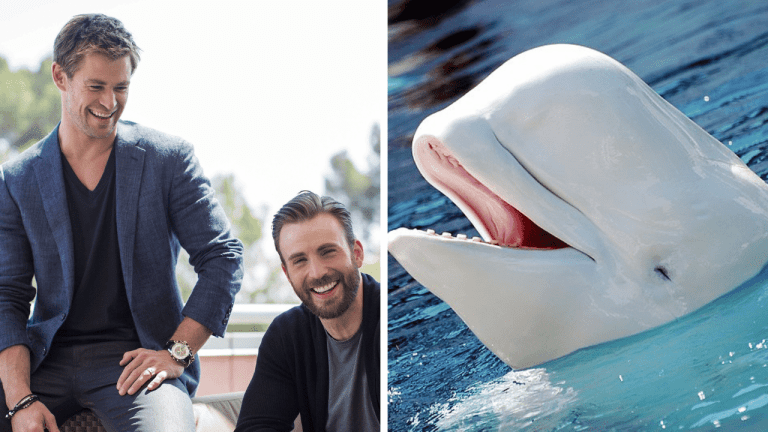 Výber faktov: prečo sa Chris Hemsworth a Chris Evans nemôžu zúčastňovať na spoločných rozhovoroch a podľa čoho súdime páry na sociálnych sieťach