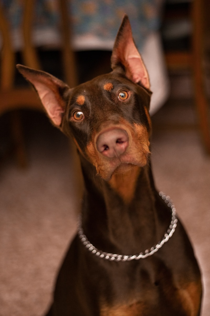 black and tan doberman pinscher