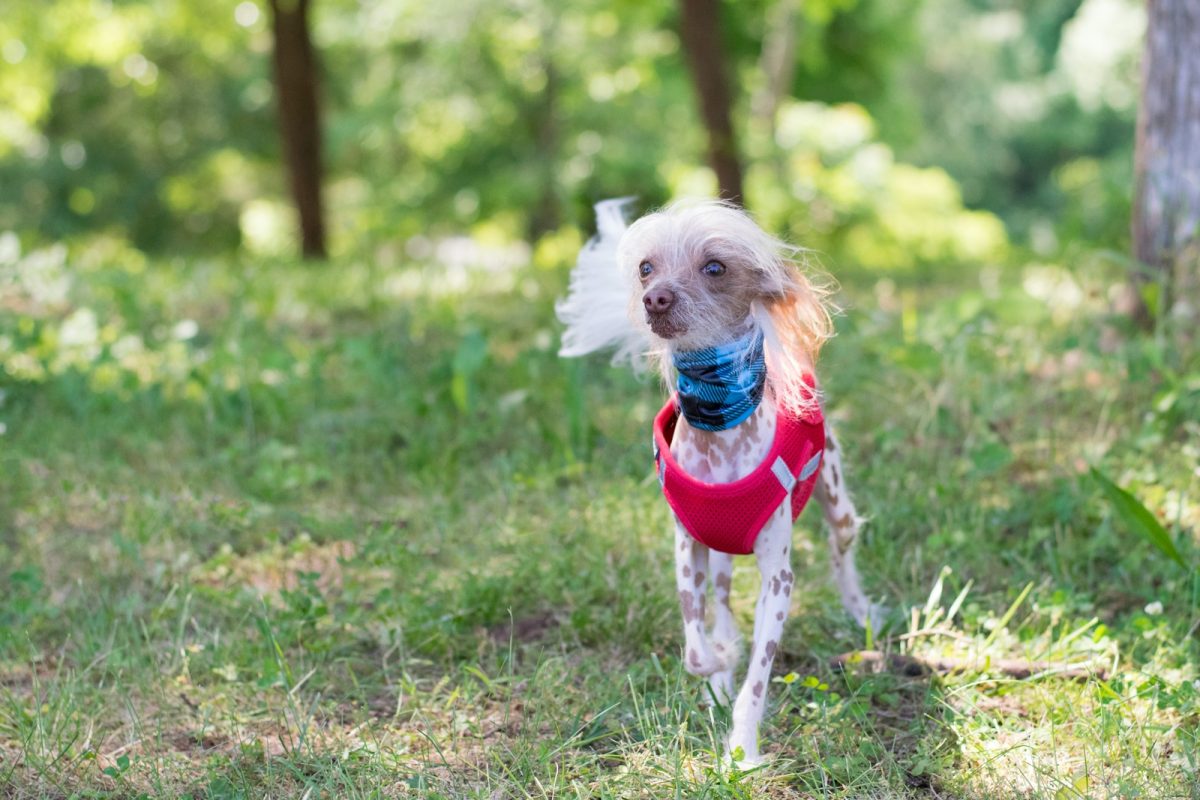 white short coated small dog in red and white shirt running on green grass field during