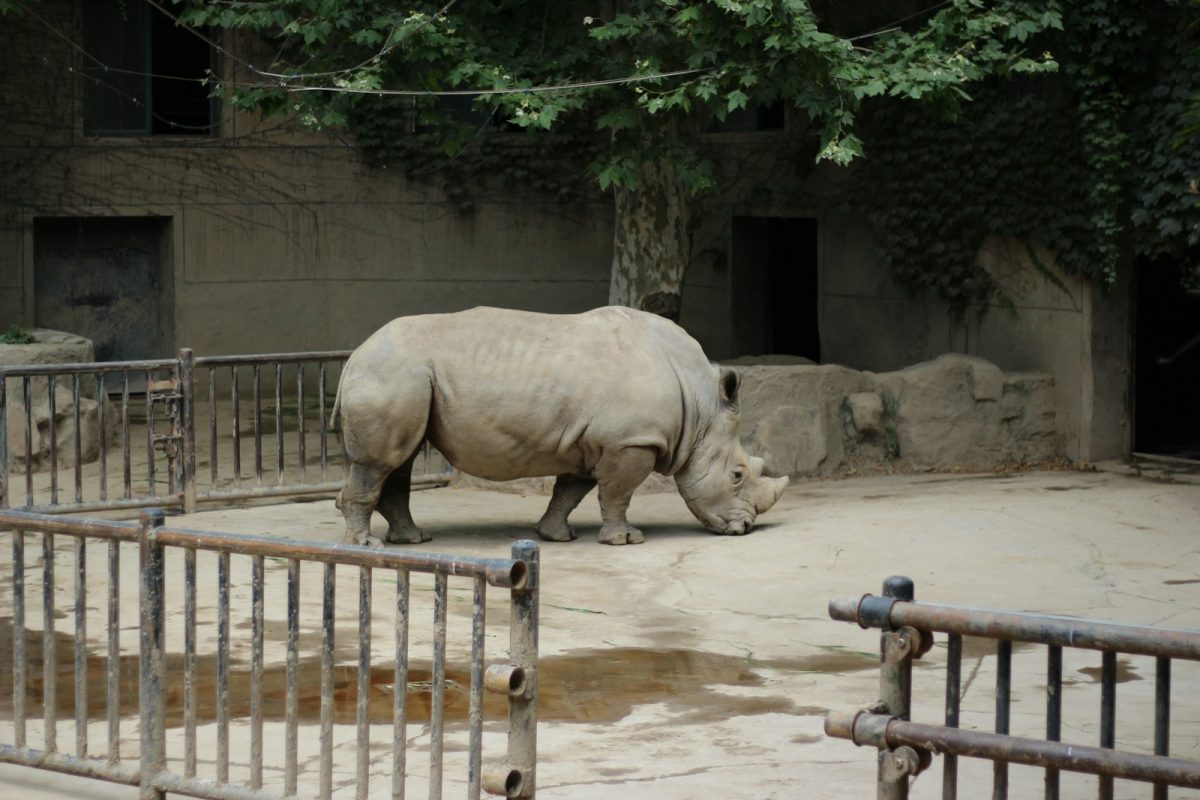 white rhinoceros on brown sand during daytime