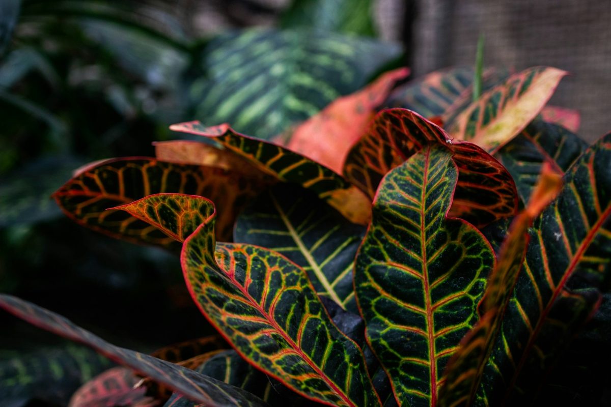 croton plant