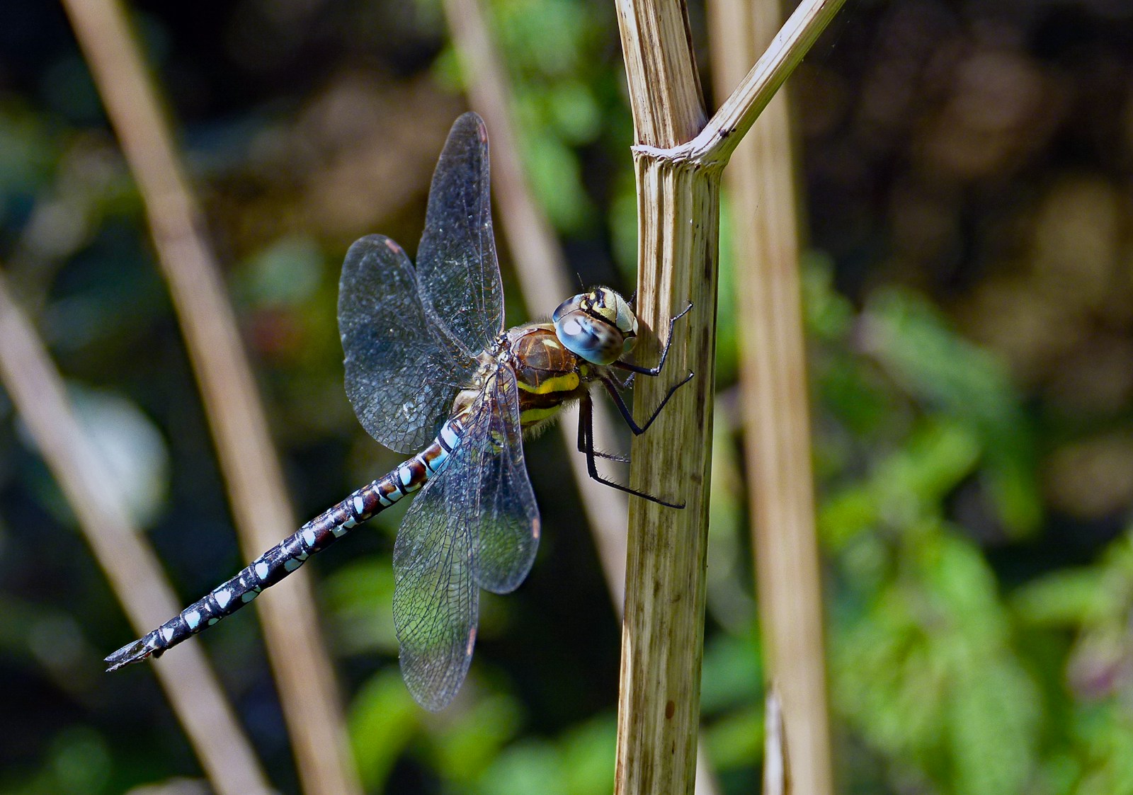 blue and black dragonfly on brown stick during daytime