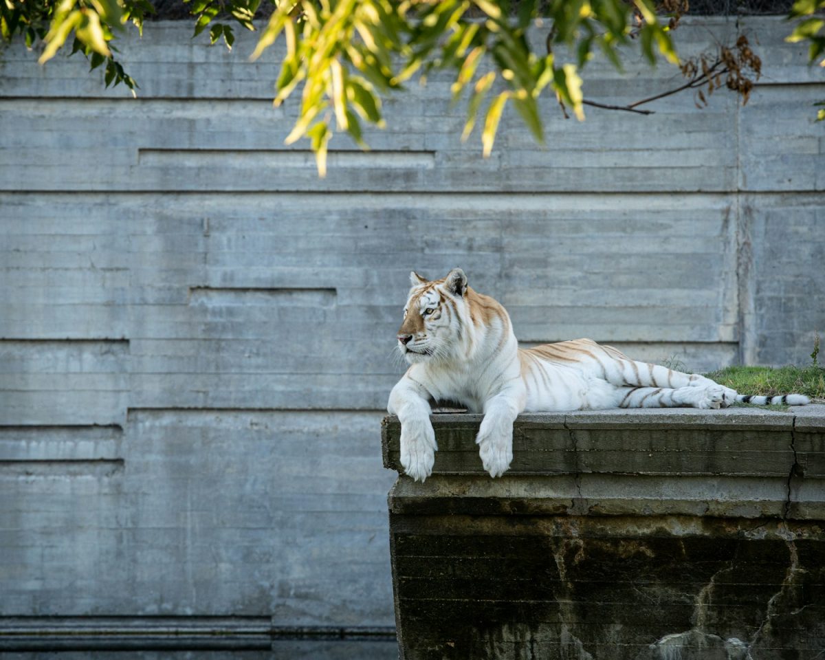 a white tiger laying on top of a cement wall