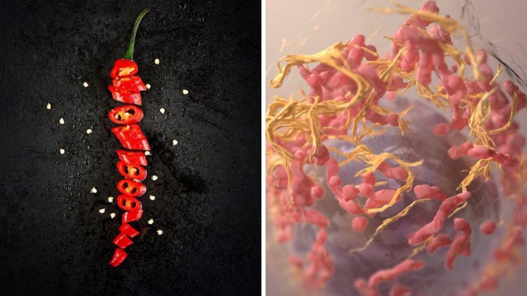 Patríte k milovníkom chilli papričiek? Obsahujú látku, ktorá je pre ľudský organizmus obzvlášť prospešná! 