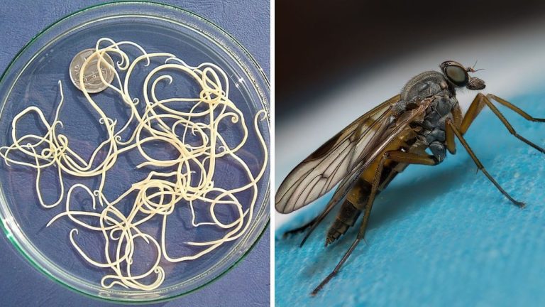 Živočíchy, ktoré ročne spôsobia enormný počet úmrtí – radíme ich k najsmrteľnejším. Ktoré to sú?