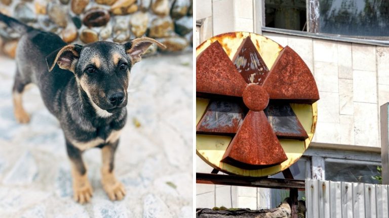 Černobyľ nie je opusteným miestom, nájsť tu môžete stovky psov aj dobrovoľníkov, ktorí sa o nich starajú!