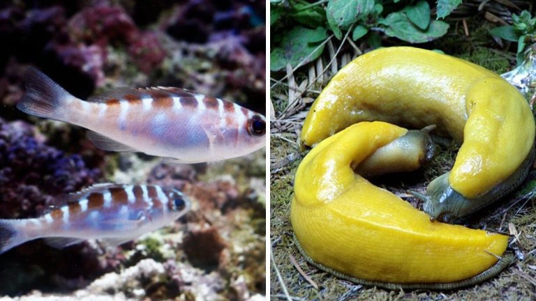 Zmena pohlavia, kanibalizmus a ďalšie orgie týkajúce sa zvierat. Prečítajte si bizarnosti zo živočíšnej ríše.