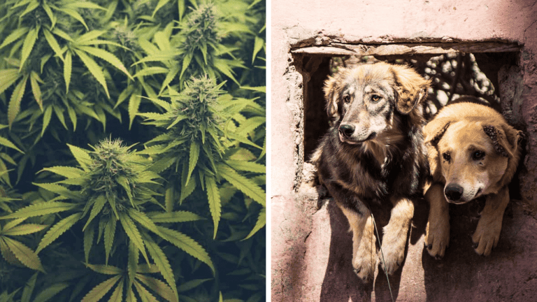 Náhodné zaujímavosti: ako zohriať pizzu v mikrovlnke aby sa zachovala jej chrumkavosť a ako nám pri sexe dokáže pomôcť marihuana
