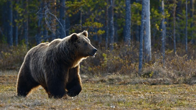 Vláda poslala návrh ústavného zákona o strieľaní medveďov do skráteného konania!
