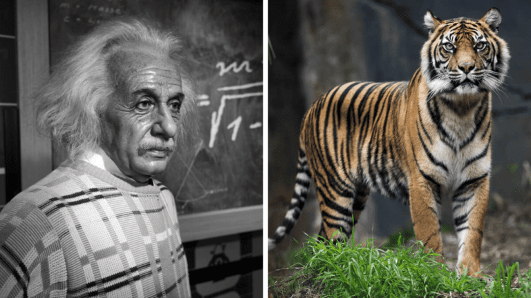 Náhodné zaujímavosti: kde sú uchované oči Alberta Einsteina a aký je v skutočnosti Mesiac