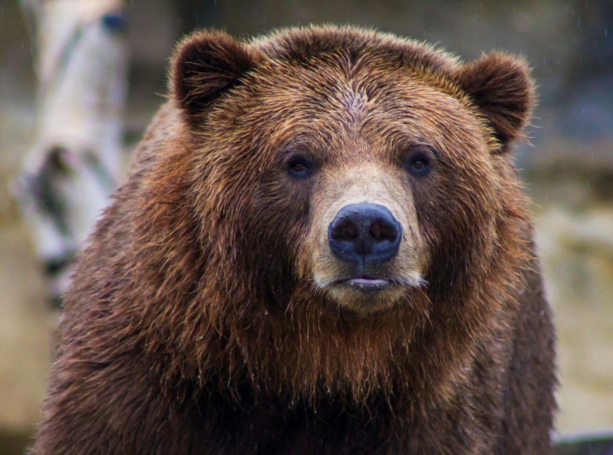 shallow focus photo of brown grizzly bear