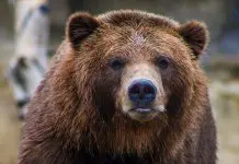 shallow focus photo of brown grizzly bear
