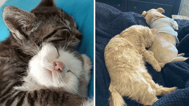 10 fotografií adoptovaných zvierat, z ktorých vám pukne srdce