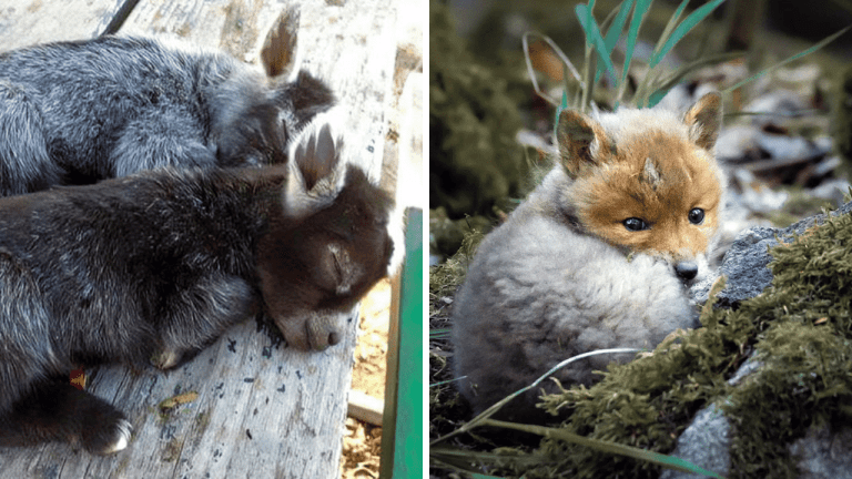10 rozkošných fotografií mláďat, ktoré vám zlepšia deň