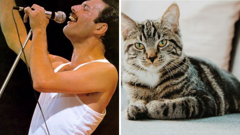 Freddie Mercury – začítajte sa do ikonických faktov zo života frontmana skupiny Queen!