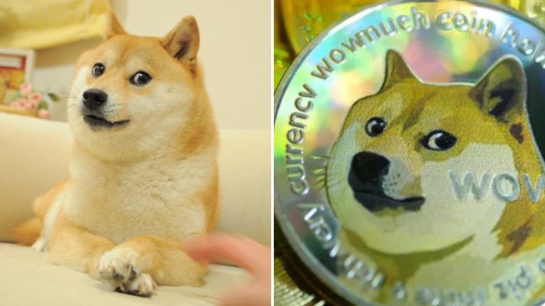 Kabosu, sučka z kultového doge mému, zomrela vo veku 18 rokov