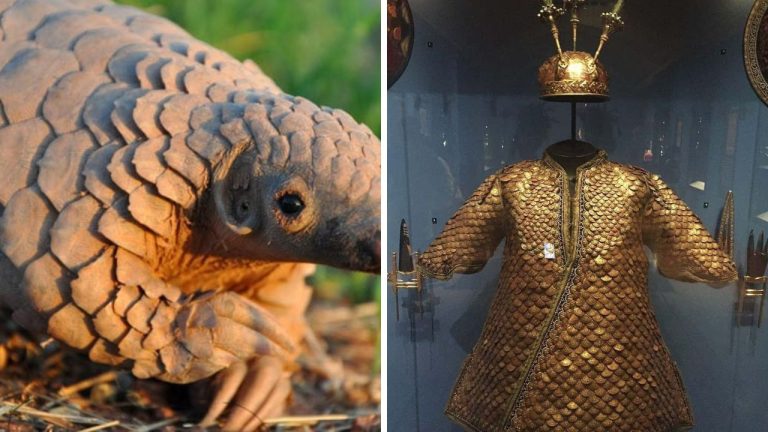 Počuli ste už o Šupinavcovi? Ide o nesmierne rozkošné zvieratko, ktorému ale hrozí vyhynutie!