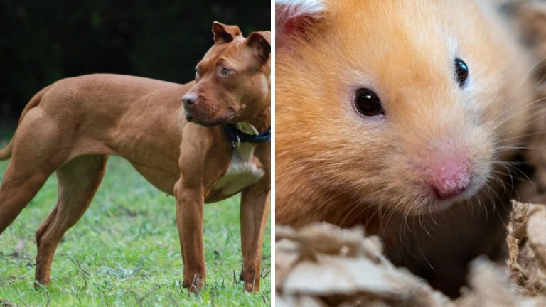 Bežné domáce zvieratá sú v niektorých krajinách zakázané! Ktoré to sú a aký dôvod na to majú?