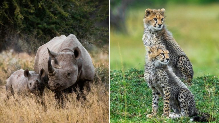 Safari kvíz: Rozpoznáte africké zvieratá podľa obrázkov?