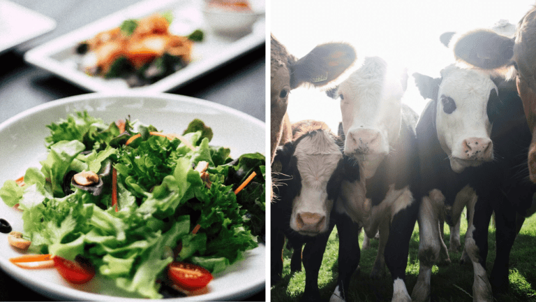 10 najzaujímavejších faktov o vegánstve – po prečítaní sa vegánom stanete všetci!