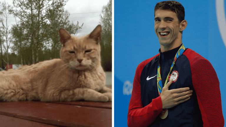Náhodné zaujímavosti: kocúr – starosta mesta a prečo si Michael Phelps takmer zobral život