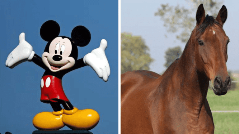 Náhodné zaujímavosti: ako sa pôvodne volal Mickey Mouse a ktoré zviera dokáže spať v stoji aj v ľahu