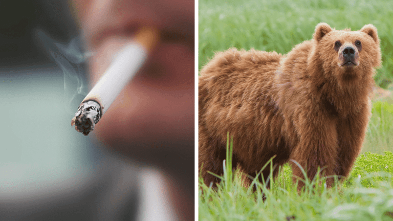 Náhodné zaujímavosti: ktoré zviera má lepší čuch ako pes a koľko rakovinotvorných látok obsahuje 1 cigareta