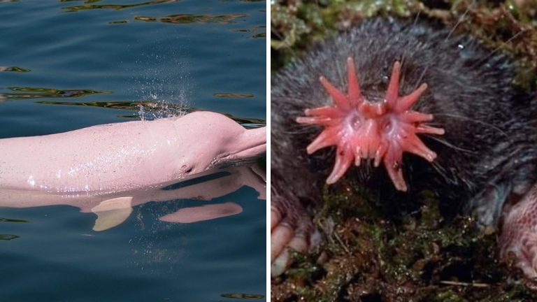 7 najbizarnejších zvierat na svete! Počuli ste už o niektorom z nich?