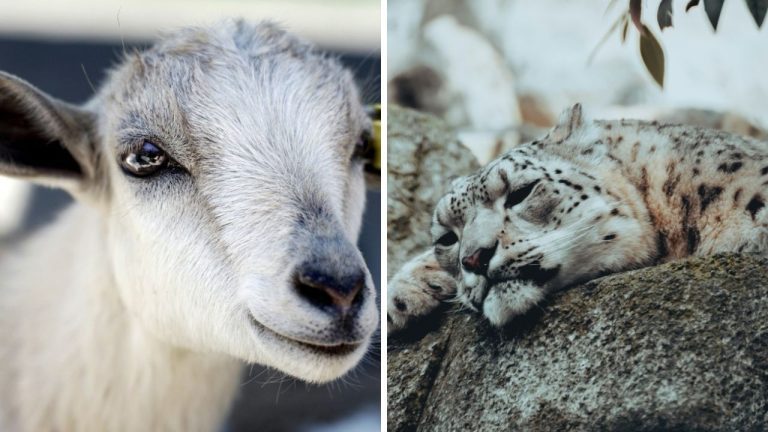 Krutosť zoologických záhrad. Tu sú najväčšie chyby a prešľapy, ktorých sa dopúšťajú.