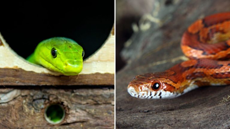 Kvíz: Dokážete rozoznať hady podľa fotografií? Otestujte sa!