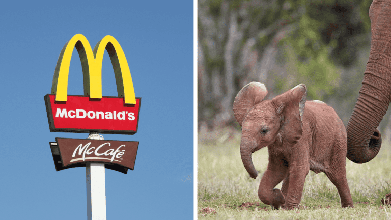 Náhodné zaujímavosti: čo bolo prvým produktom spoločnosti McDonald´s a prečo niektoré mláďatá jedia výkaly svojich matiek