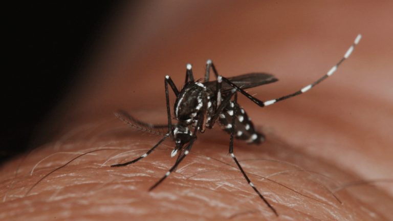 Varovanie pred nebezpečným komárom tigrovaným! Najväčšie obavy sú z prepuknutia horúčky dengue