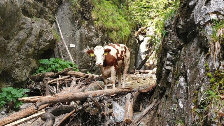 V Slovenskom raji uviazla jalovica, zachrániť sa ju bohužiaľ nepodarilo