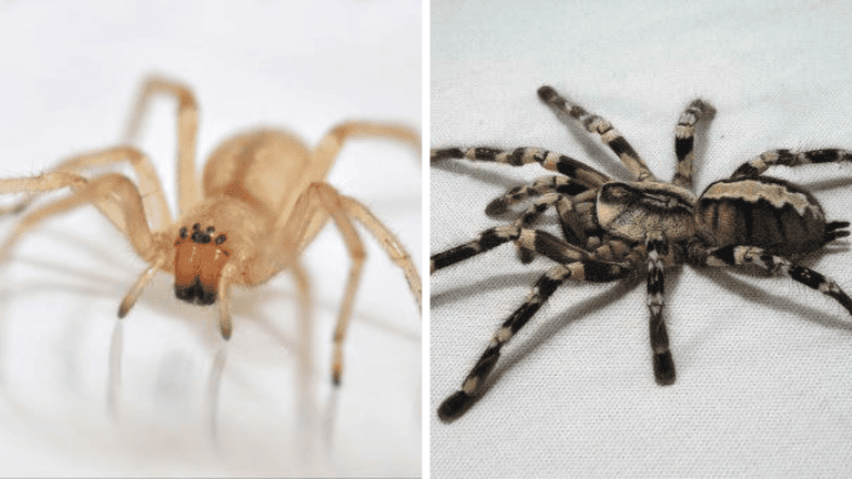 10 najnebezpečnejších pavúkov, ktorých radšej stretnúť nechcete