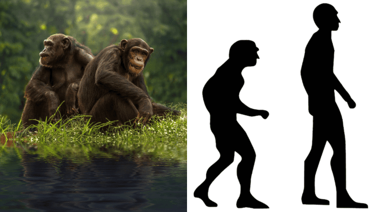 Evolučný príbeh Homo sapiens: Prečo sme prežili ako jediný druh?