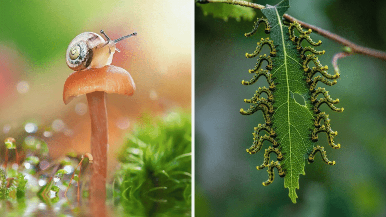 10 dychberúcich makrofotografií, ktoré vám ukážu bežne neviditeľné detaily