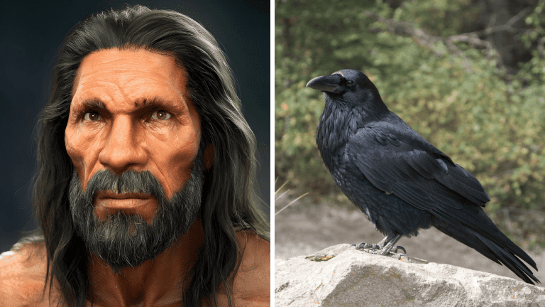 Kuchyňa neandertálcov: Ako pripravovali ulovené zvieratá?