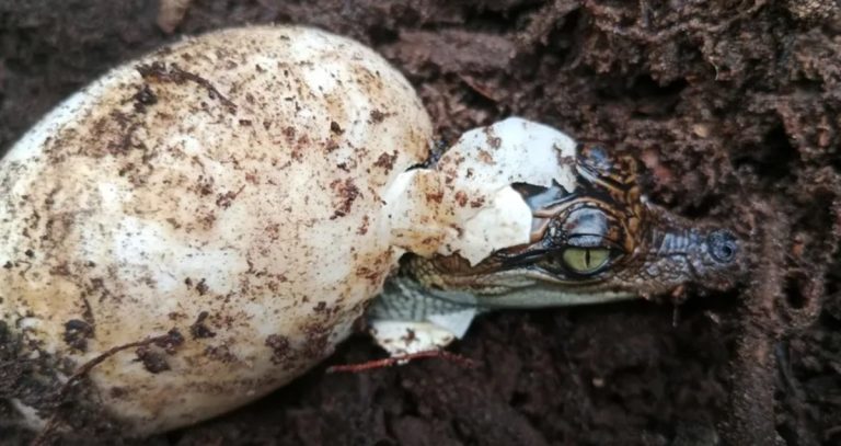 Rekordné vyliahnutie siamských krokodílov v Kambodži signalizuje návrat jedinečného druhu