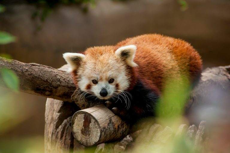 Radostná udalosť v bojnickej zoo: Narodili sa mláďatká pandy červenej
