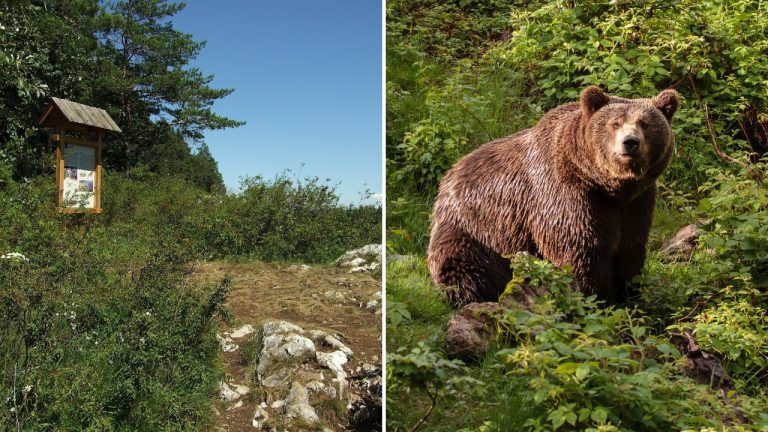 Návštevnosť Slovenského raja klesá: Turisti sa boja medveďov