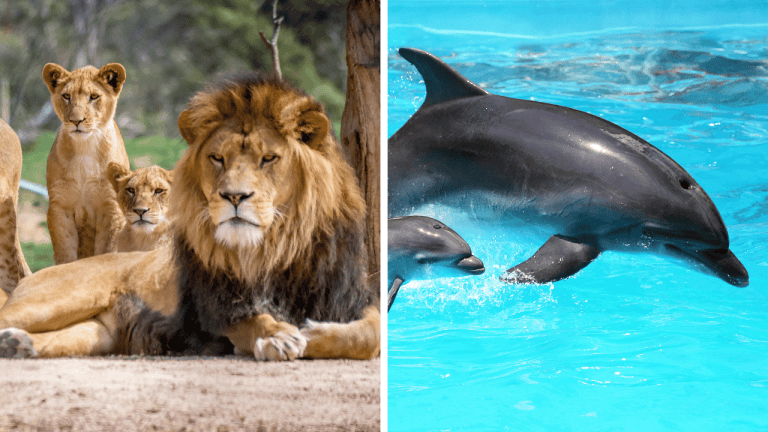 Nepravdepodobní hrdinovia: 5 prípadov, keď divoké zvieratá zachránili ľudí