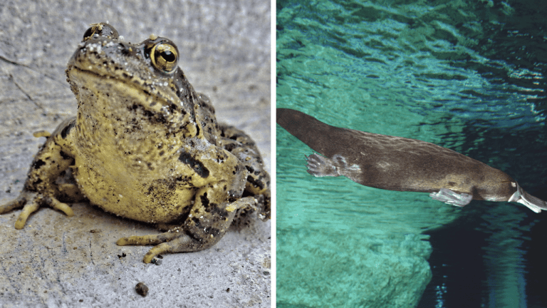 Najunikátnejší obyvatelia Austrálie – mylné predstavy o niektorých austrálskych zvieratách