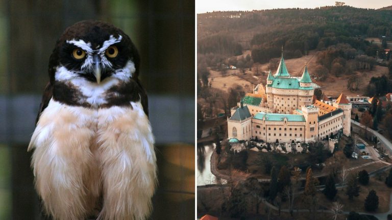 Bojnická zoo úspešne odchovala prvé mláďa sovy okuliarnatej